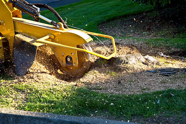 Best Emergency Storm Tree Removal  in Santa Fe, NM